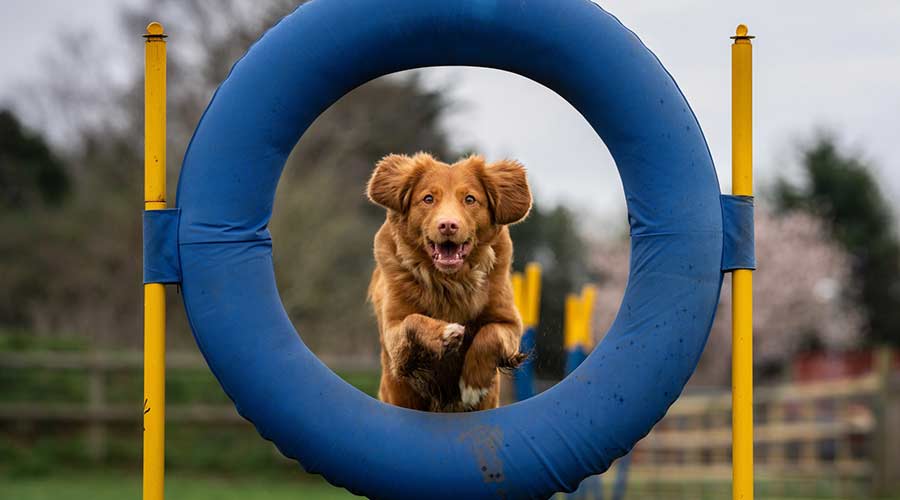 Agility Spielzeug